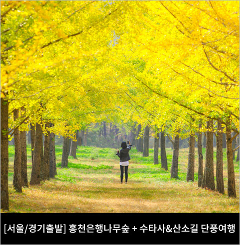[서울/경기출발] 홍천은행나무숲 + 수타사&산소길 단풍여행