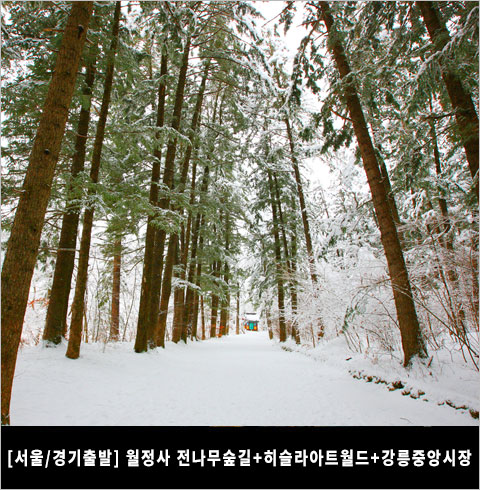 [서울/경기출발] 월정사 전나무숲길+히슬라아트월드+강릉중앙시장