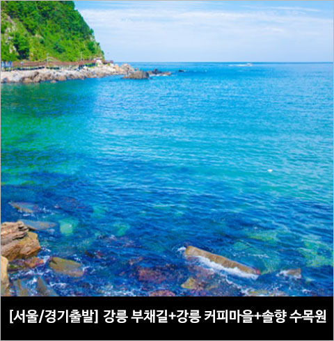 [서울/경기출발] 강릉 정동심곡부채길+강릉커피거리+솔향수목원(당일)