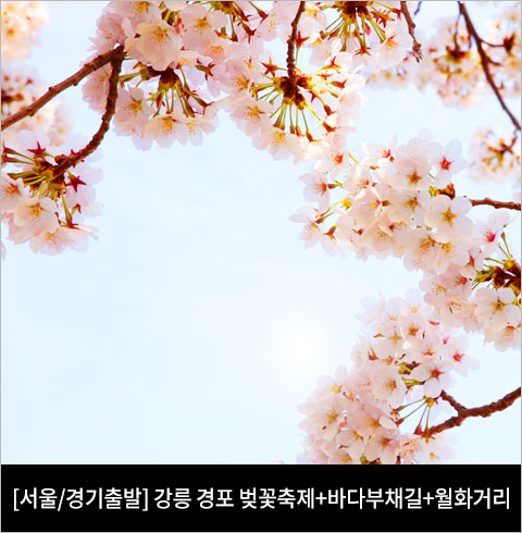 [서울/경기출발] 강릉 경포벚꽃축제+바다부채길+월화거리(당일)