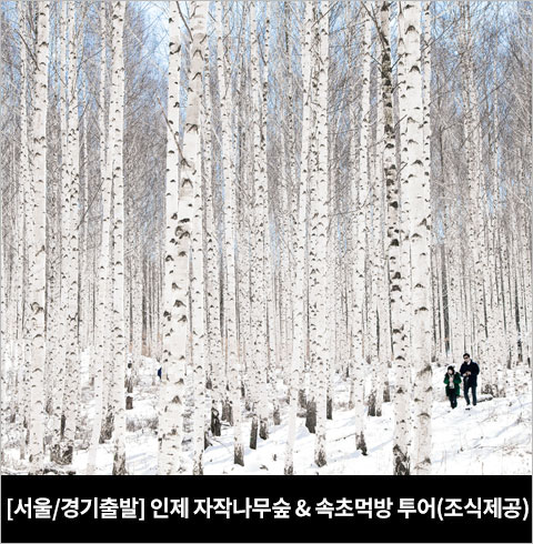 [서울/경기출발] 인제 자작나무숲+속초 먹방투어(당일)